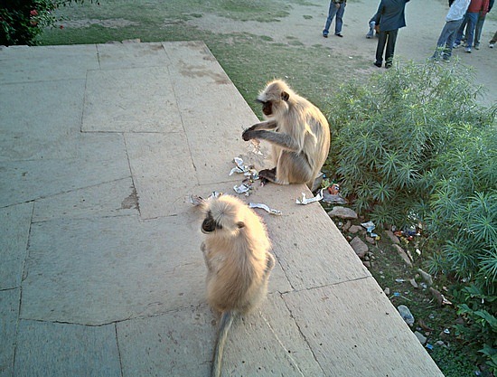 Friendly simians