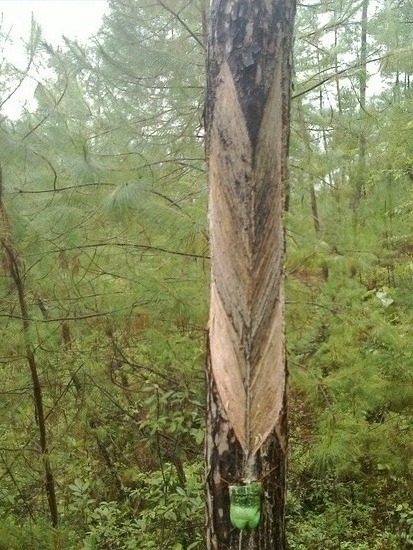 Pine sap harvesting