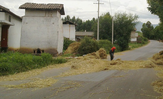 Drying hay on the highway