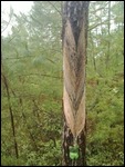 Pine sap harvesting