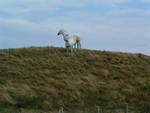 08 White horses