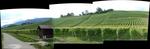 086 Cortaillod vineyard
