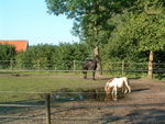 223 Horse and pony