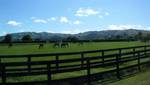 01-02 Karapiro ghost horses