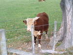 06-12 Bull calf