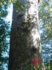 05 Big Kauri