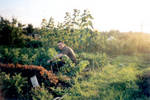 2001-08 Toiling at the plough