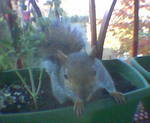 2005-11 Squirrel in my herb garden