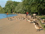 2007-06 Birds by the Serpentine