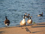 2007-06 Birds in the Serpentine